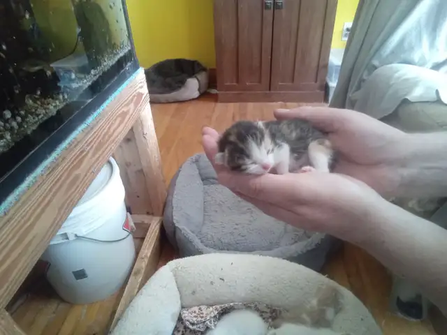 Cutest ever fur baby kittens