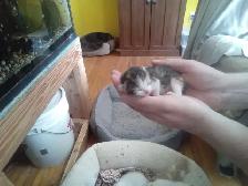 Cutest ever fur baby kittens