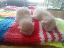 Cutest ever fur baby kittens - Photo 2