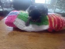 Cutest ever fur baby kittens - Photo 3