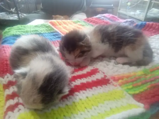 Cutest ever fur baby kittens - Photo 4