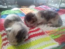 Cutest ever fur baby kittens - Photo 4