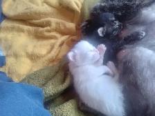 Cutest ever fur baby kittens - Photo 5