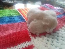 Cutest ever fur baby kittens - Photo 6