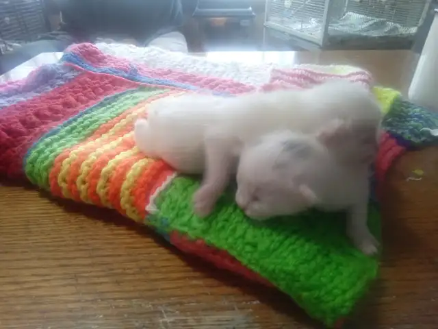 Cutest ever fur baby kittens - Photo 7