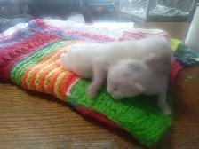 Cutest ever fur baby kittens - Photo 7