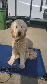 PROFESSIONAL DOG TRAINER 10 YEARS EXP/PRIVATE TRAINING/&TRAIN - Photo 3