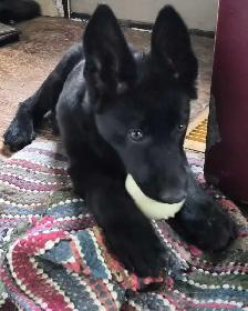 PROFESSIONAL DOG TRAINER 10 YEARS EXP/PRIVATE TRAINING/&TRAIN - Photo 4