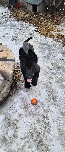 PROFESSIONAL DOG TRAINER 10 YEARS EXP/PRIVATE TRAINING/&TRAIN - Photo 5