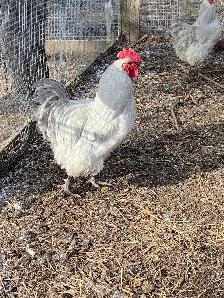 fertilized lavender Orpington hatching eggs - Photo 2