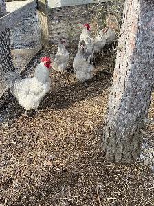 fertilized lavender Orpington hatching eggs - Photo 3