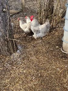 fertilized lavender Orpington hatching eggs - Photo 5