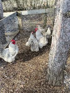 fertilized lavender Orpington hatching eggs - Photo 6