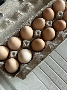 fertilized lavender Orpington hatching eggs - Photo 8