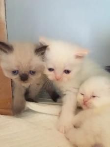 CHATON HIMALAYEN - Photo 2