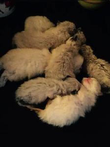 CHATON HIMALAYEN - Photo 3