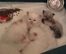 CHATON HIMALAYEN - Photo 4