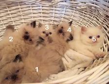 CHATON HIMALAYEN - Photo 5