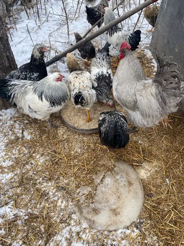 roosters for sale