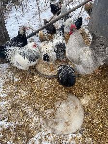 roosters for sale