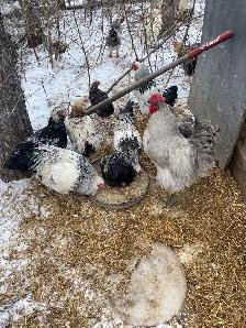 roosters for sale - Photo 2