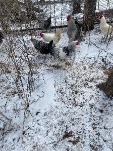 roosters for sale - Photo 3