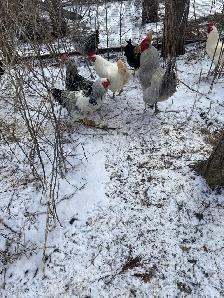 roosters for sale - Photo 4