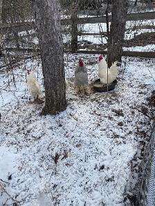 roosters for sale - Photo 5