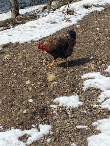 roosters for sale - Photo 6