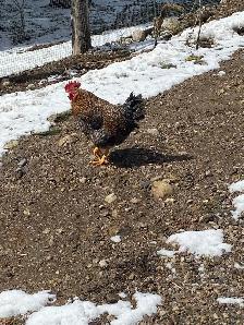 roosters for sale - Photo 7