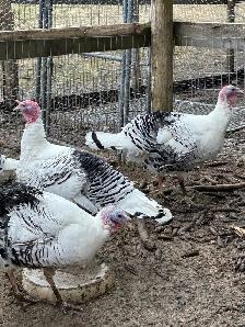 fertilized royal palm turkey hatching eggs