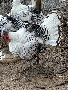 fertilized royal palm turkey hatching eggs - Photo 3