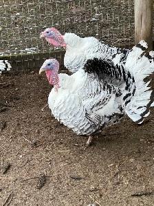 fertilized royal palm turkey hatching eggs - Photo 4