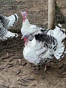 fertilized royal palm turkey hatching eggs - Photo 5