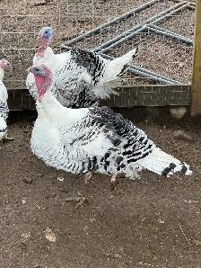 fertilized royal palm turkey hatching eggs - Photo 6
