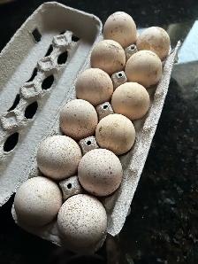 fertilized royal palm turkey hatching eggs - Photo 7