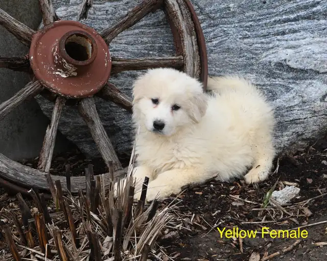 Great Pyrenees Puppies