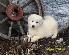 Great Pyrenees Puppies
