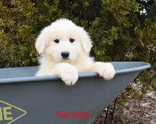 Great Pyrenees Puppies - Photo 2