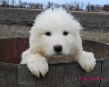Great Pyrenees Puppies - Photo 3