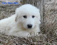 Great Pyrenees Puppies - Photo 4
