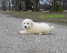 Great Pyrenees Puppies - Photo 5