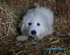 Great Pyrenees Puppies - Photo 6