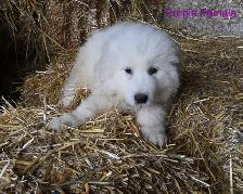 Great Pyrenees Puppies - Photo 8