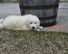 Great Pyrenees Puppies - Photo 9