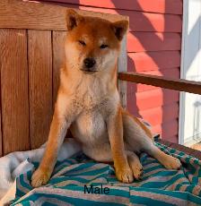 Shiba Inu Puppies