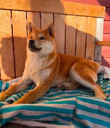 Shiba Inu Puppies - Photo 2