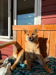 Shiba Inu Puppies - Photo 4