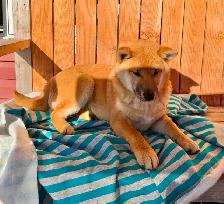 Shiba Inu Puppies - Photo 5