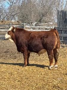 Fullblood Simmental Bulls